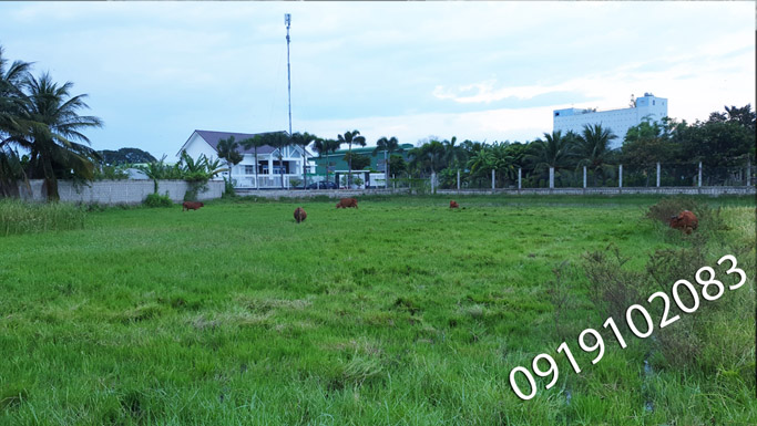 Bán 1500m2 đất ruộng mặt tiền đường 7m nằm ngay ngã tư