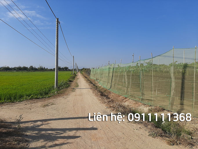 đất vườn nho phước khánh ninh phước bất động sản ninh thuận