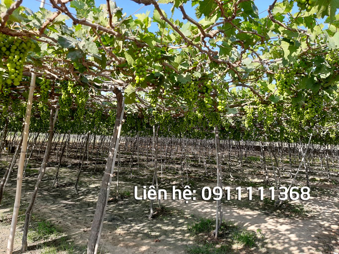 đất vườn nho phước khánh ninh phước bất động sản ninh thuận