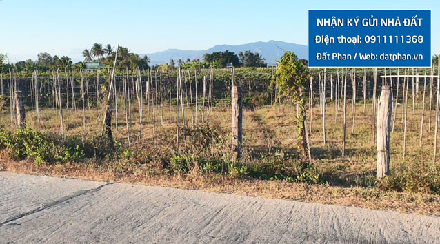mảnh đất nông nghiệp mặt tiền đường Thuận Hòa Phước Khánh bất động sản ninh thuận