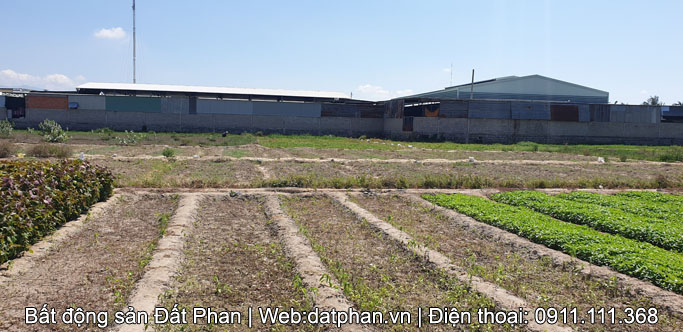 Bán 300m2 đất nông nghiệp sau Chợ nông sản đường hải thượng lãn ông phường tấn tài
