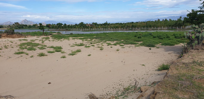 3800m2 đất trồng măng tây tại thôn Tuấn Tú