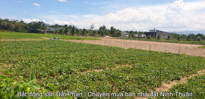 3,4 sào đất cát gần Nam Cương thích hợp làm măng tây hay trang trại