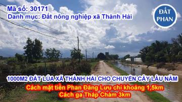 1 SÀO ĐẤT LÚA XÃ THÀNH HẢI CHO CHUYỂN CÂY LÂU NĂM