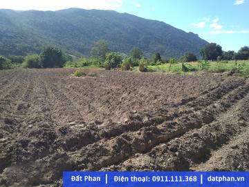 4.3 sào đất sát trường Pi Năng Tắc, cách huyện ủy 500m