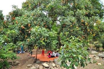 7 sào đất vườn và nhà Yến (Mã số 2041)
