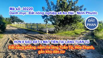 HƠN 8 SÀO ĐẤT CÁT TẠI TUẤN TÚ NINH PHƯỚC - ĐẤT 3 MẶT TIỀN