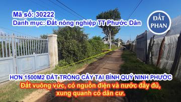 HƠN 1500M2 ĐẤT TRỒNG CÂY TẠI BÌNH QUÝ NINH PHƯỚC - ĐƯỜNG Ô TÔ